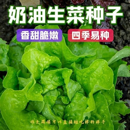 长沙【新种到货】四季奶油生菜种子阳台盆栽耐热可生吃蔬菜种子大全
