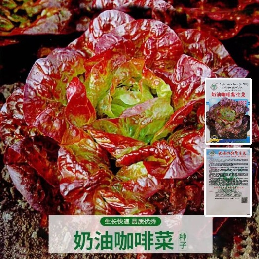 长沙奶油咖啡紫生菜种子紫叶生菜籽耐热四季播冬季耐寒蔬菜种