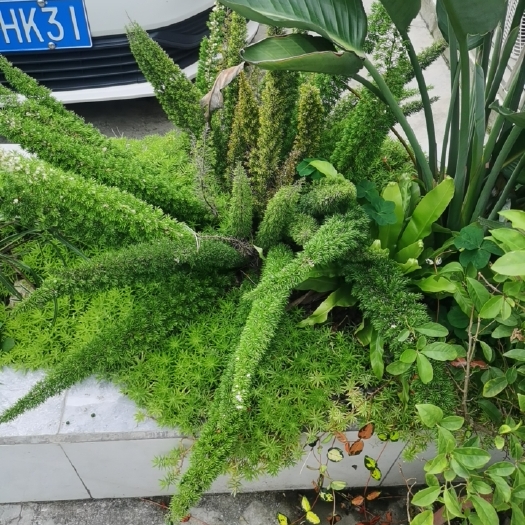 都江堰市孤尾天门冬好养耐活