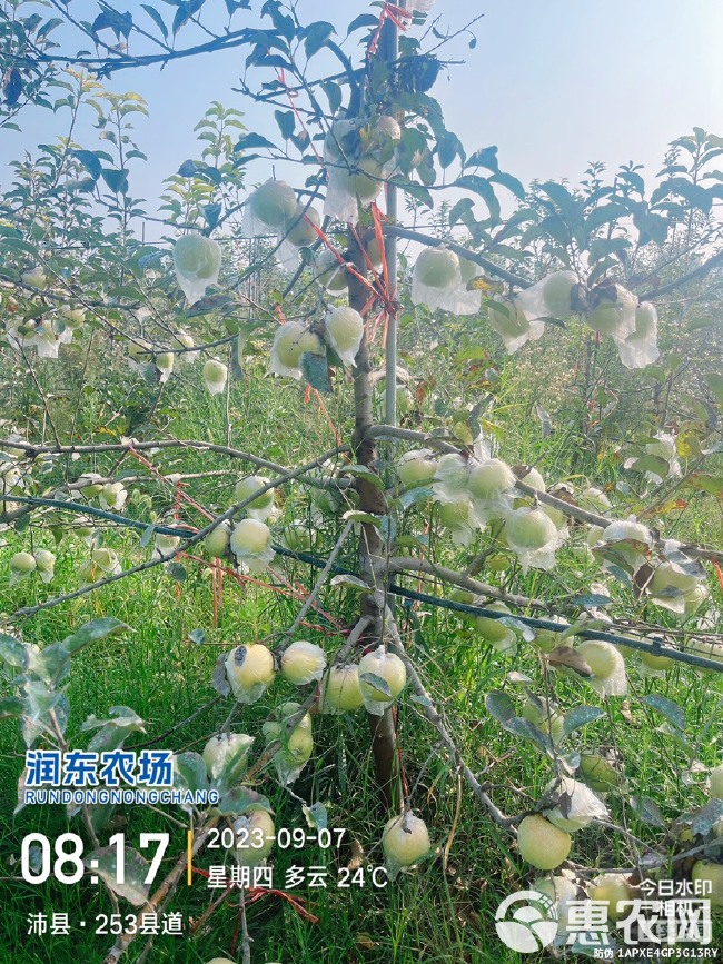 水蜜桃苹果 徐州青森水蜜桃苹果十号开采