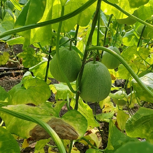 翠宝，香瓜