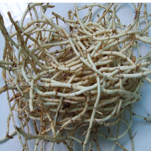当阳市鱼腥草（草根，折耳根）