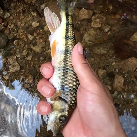 贺州马口鱼