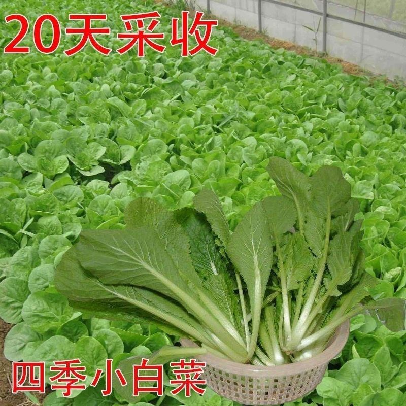 奶油小白菜种子耐热速生快菜种子早熟小青菜阳台盆栽四季蔬菜种籽