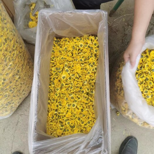 金丝菊花，7月菊、婺源皇菊，金丝皇菊