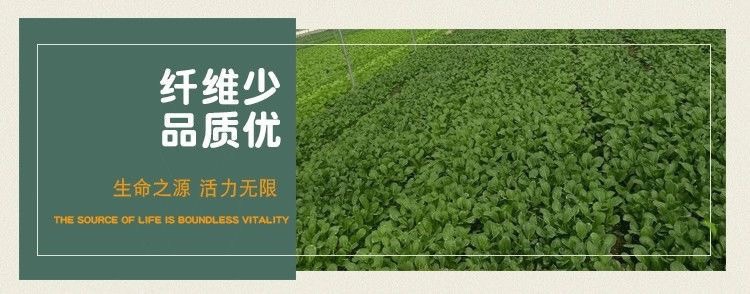 奶油小白菜种子耐热速生快菜种子早熟小青菜阳台盆栽四季蔬菜种籽