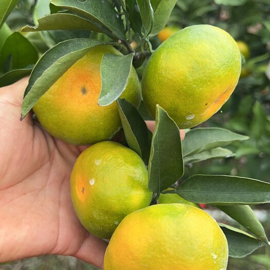 江永县湖南江永特早蜜桔
