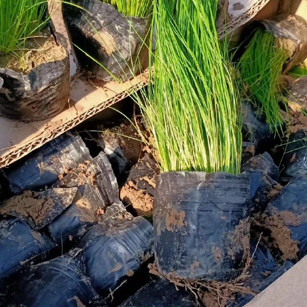 细茎针茅，农户自产自销，服务细节，到位，性价比超高