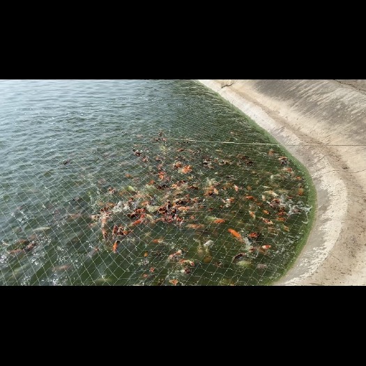 沂水县精品锦鲤