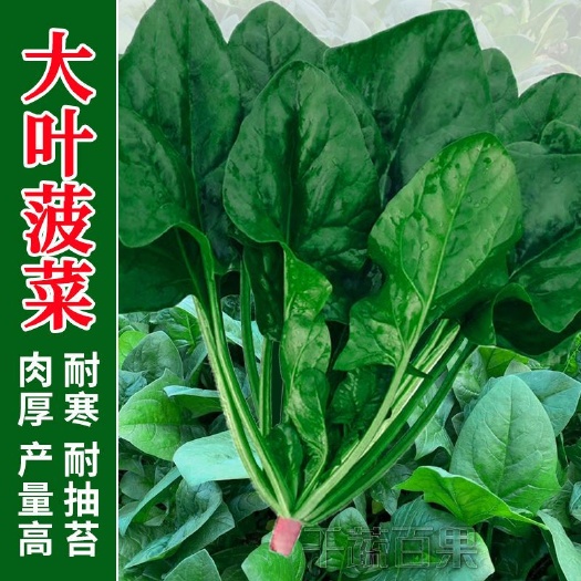 建南8933 大叶菠菜种孑耐寒红根菠菜种子蔬菜种