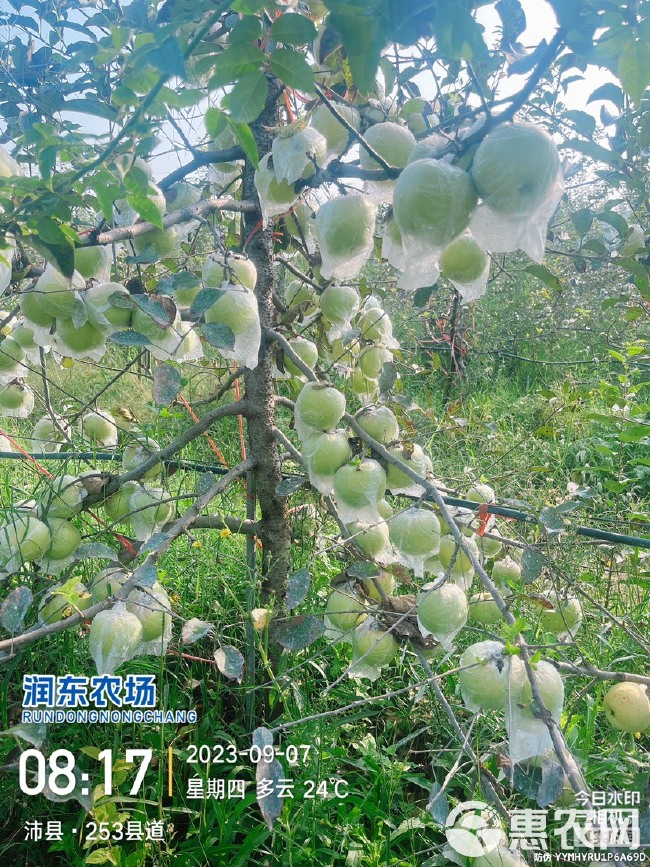 水蜜桃苹果 徐州青森水蜜桃苹果十号开采