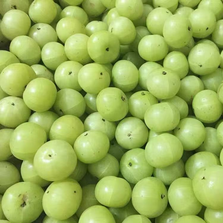 油柑果一级果市场货