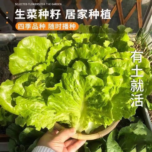 长沙四季软尾生菜生吃甜脆阳台蔬菜种子家庭种植青菜奶油软尾生菜籽