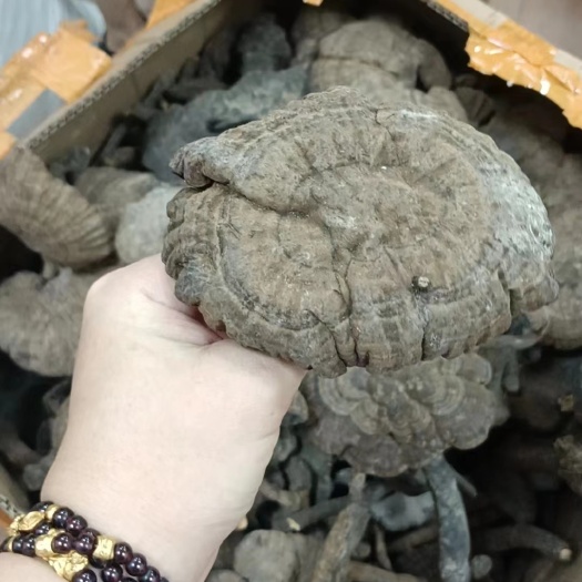 博罗县香血灵芝批发