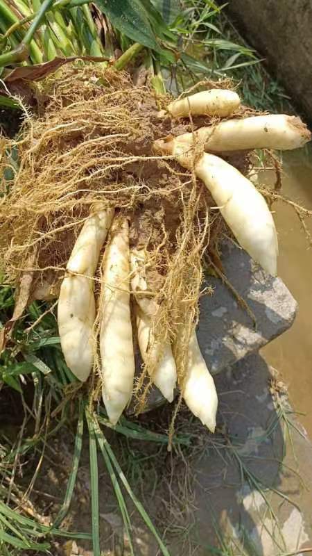 高州市新鲜无渣竹薯竹芋