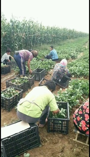 昌黎县纯种纯甜红颜九九草莓苗，长果产量高，果形好！