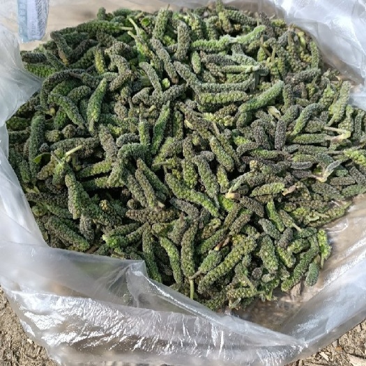 新鲜构穗