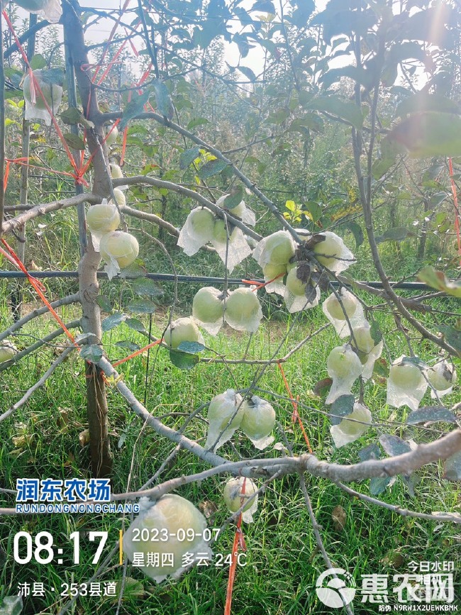 水蜜桃苹果 徐州青森水蜜桃苹果十号开采