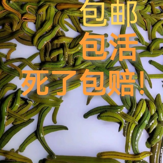 珠海菲牛蛭
