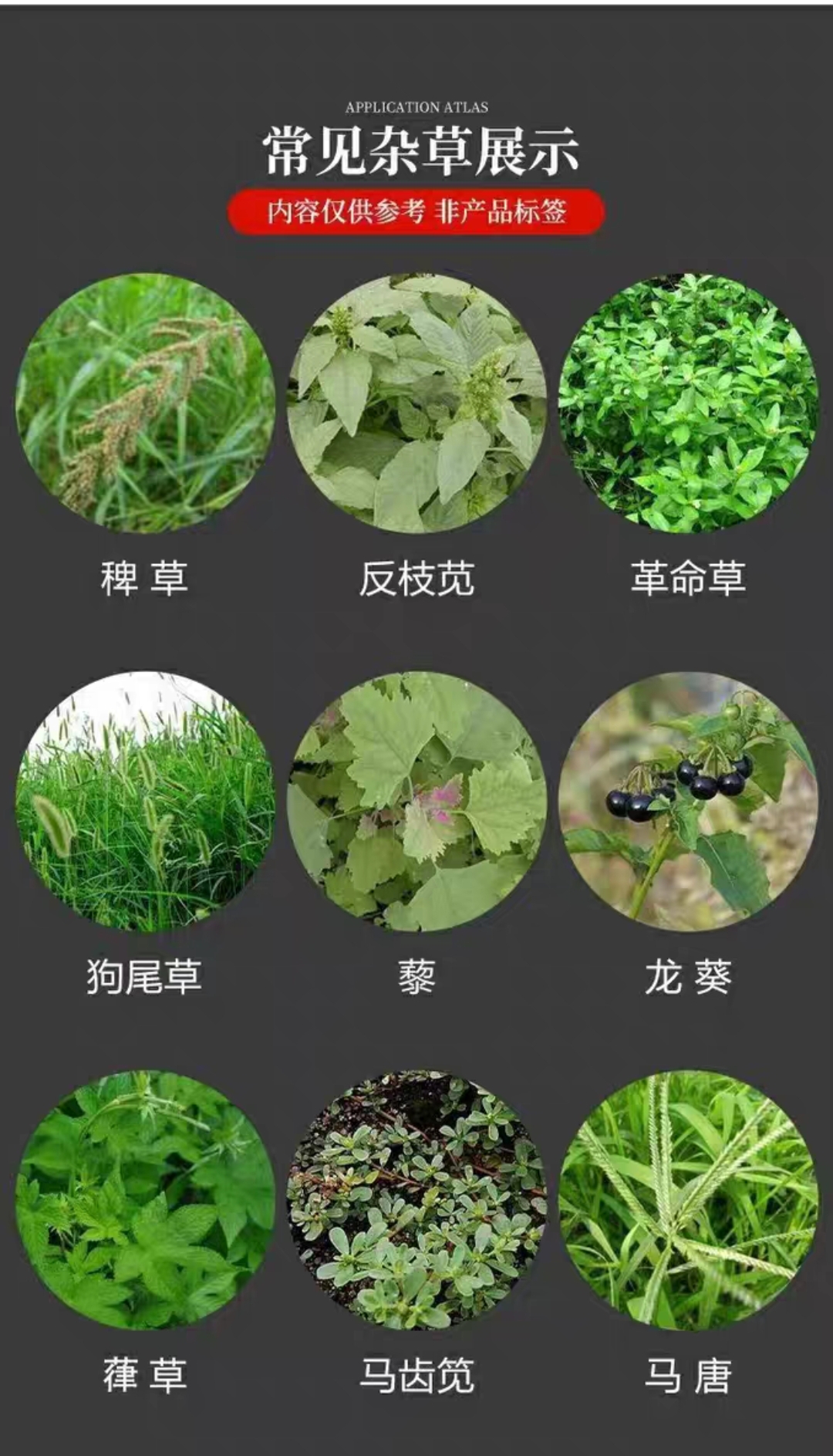 95%粉剂草甘磷除草烂根剂粉正品农药果园草甘膦铵盐烂死根一扫