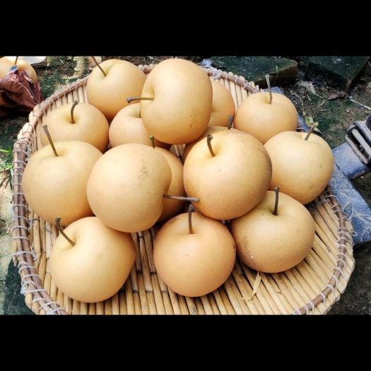 广平县秋月梨