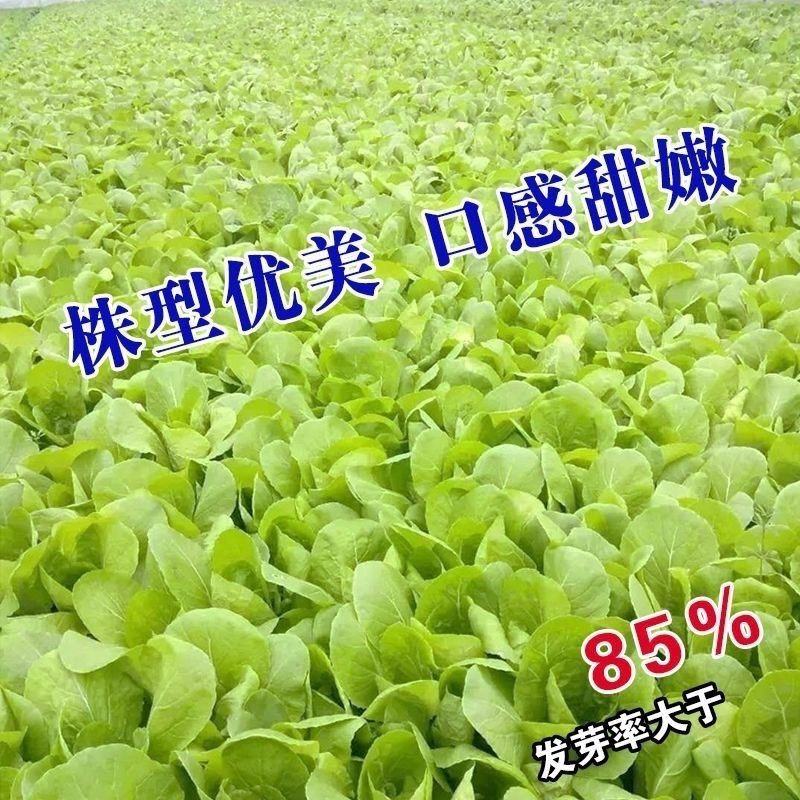 奶油小白菜种子耐热速生快菜种子早熟小青菜阳台盆栽四季蔬菜种籽