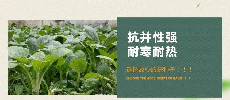 奶油小白菜种子耐热速生快菜种子早熟小青菜阳台盆栽四季蔬菜种籽