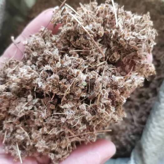 鹤虱 南鹤虱 正品无硫中药材 假一赔十