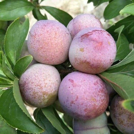 茂县甜，脆，爽口