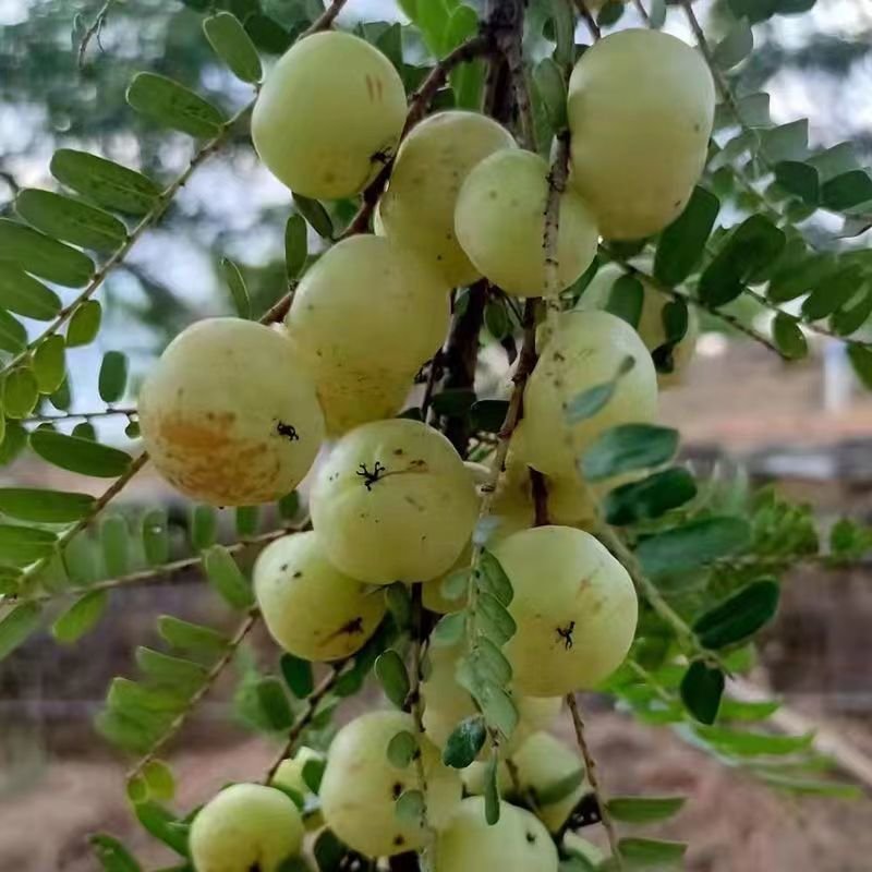 油柑果一级果市场货