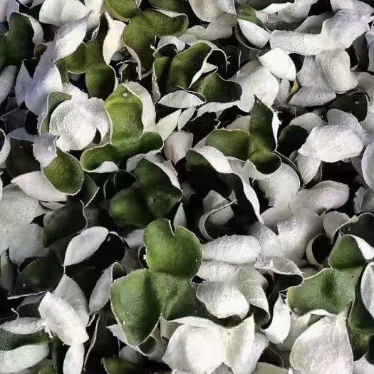 恩平市三花青皮