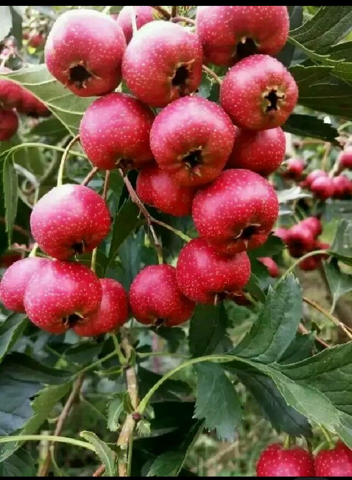 甜红子山楂马上大量上市需要的老板抓紧时间联系