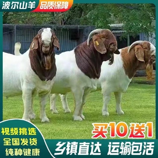 嘉祥县波尔山羊