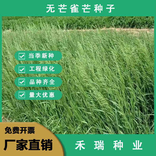 无芒雀麦种子，多年生耐寒草 四季青畜禽牧草籽喂养猪牛羊鸡鹅兔