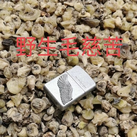 贵州毛慈菇