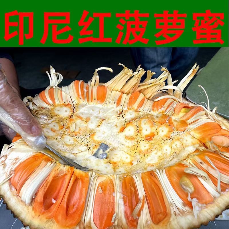 12号红肉菠萝蜜苗，嫁接苗