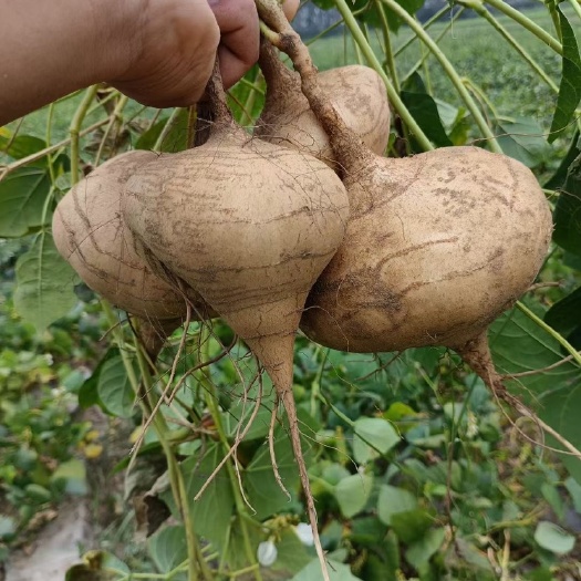 长沙凉薯