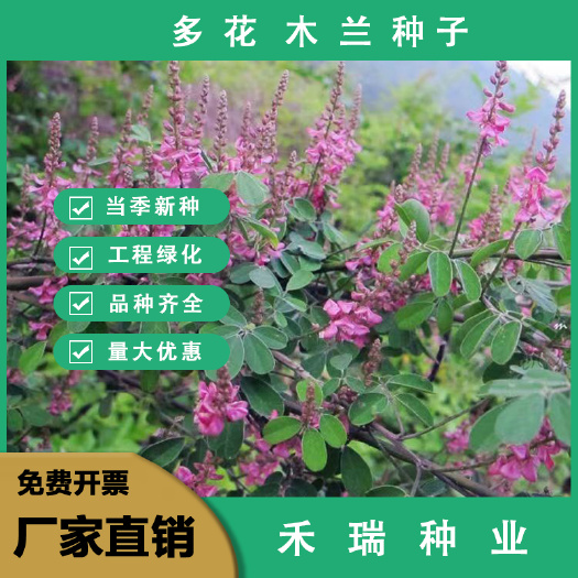 多花木兰种籽种子蜜源植物树草花种子四季开花易活盆栽苗花卉种孑