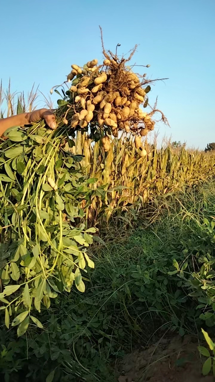 種子適用，白沙花生。米粥搭配，生活不累！