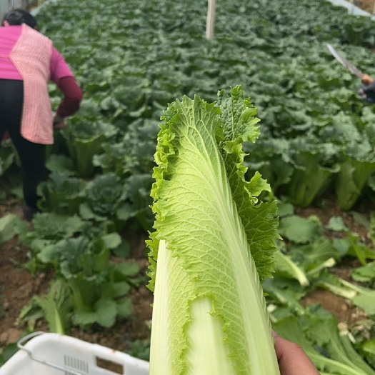 昆明大量收购龙牙白菜，毛菜，要求无烧心，无虫眼，小棵头，天天要货