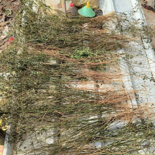 遂溪县鸡骨草