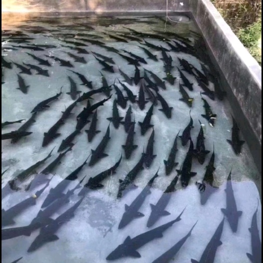 资兴市鲟鱼