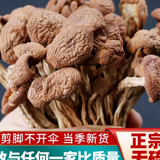 广昌县茶树菇