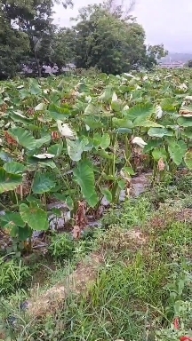 罗定市荔浦香芋