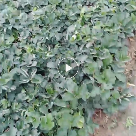衢州根粗苗矮，成活率特别高，结果早，欢迎长期采购