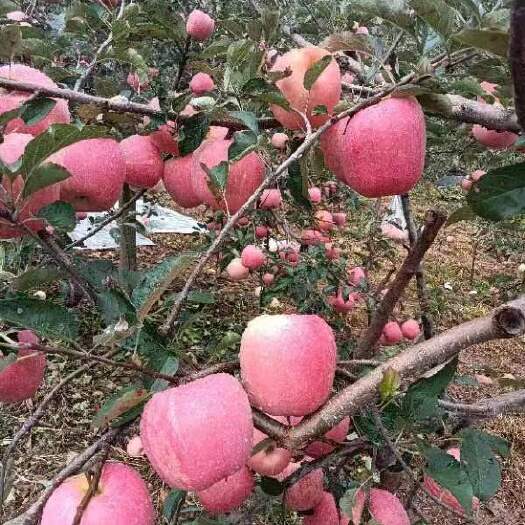 昭通昭通丑苹果201