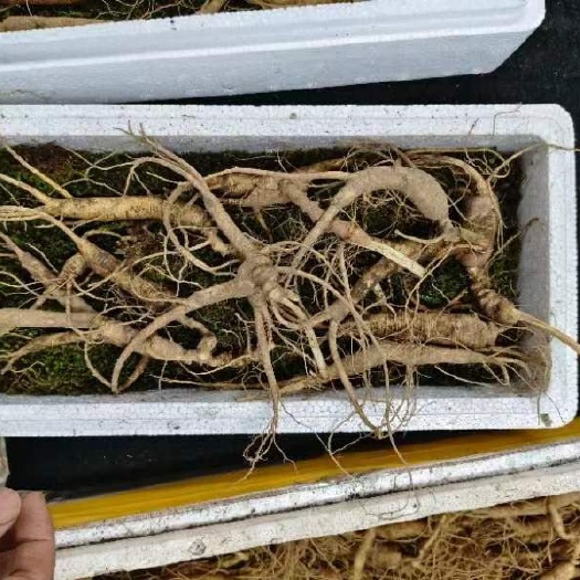 大庆长白山人参