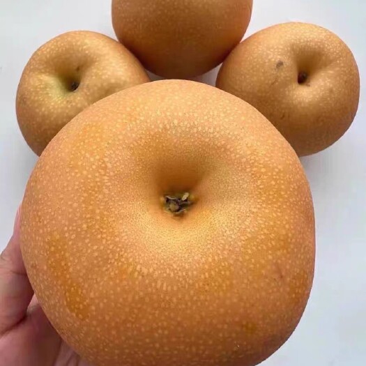 中秋黄梨