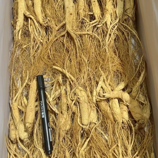 抚松县林下参，长白山10年以上林下参原皮原芦（扒货）