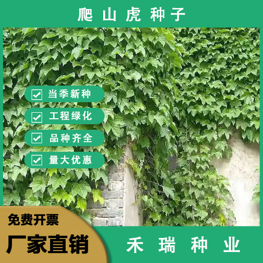 爬山虎种子，四季常青三叶地锦四季种阳台庭院爬藤观叶植物种子